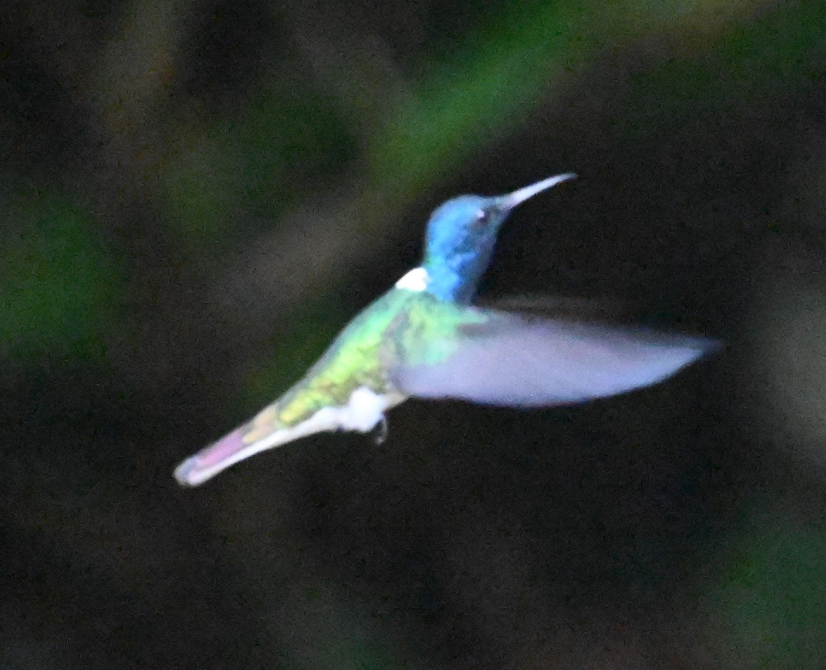 White-necked Jacobin - ML641917239
