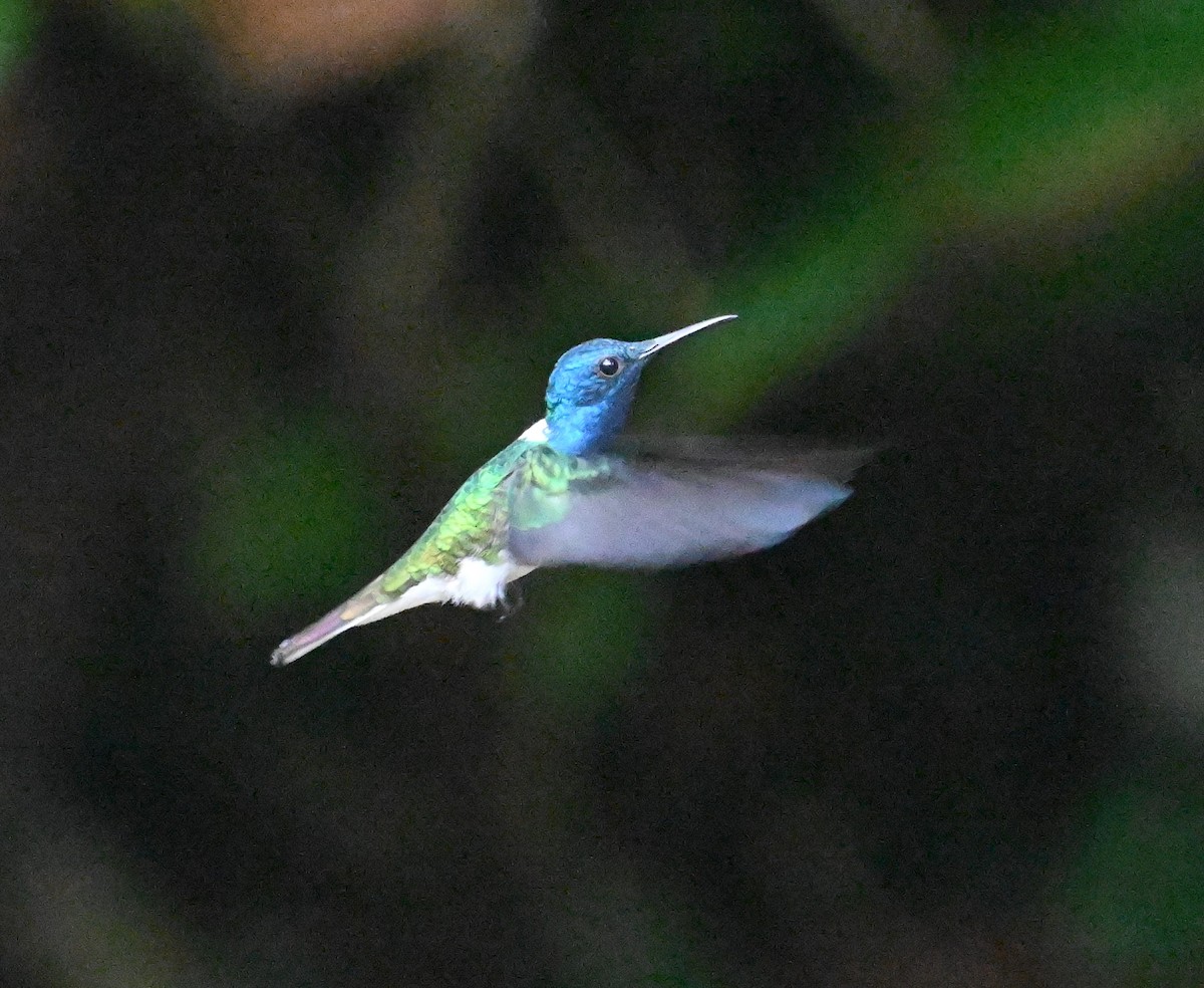 White-necked Jacobin - ML641917240