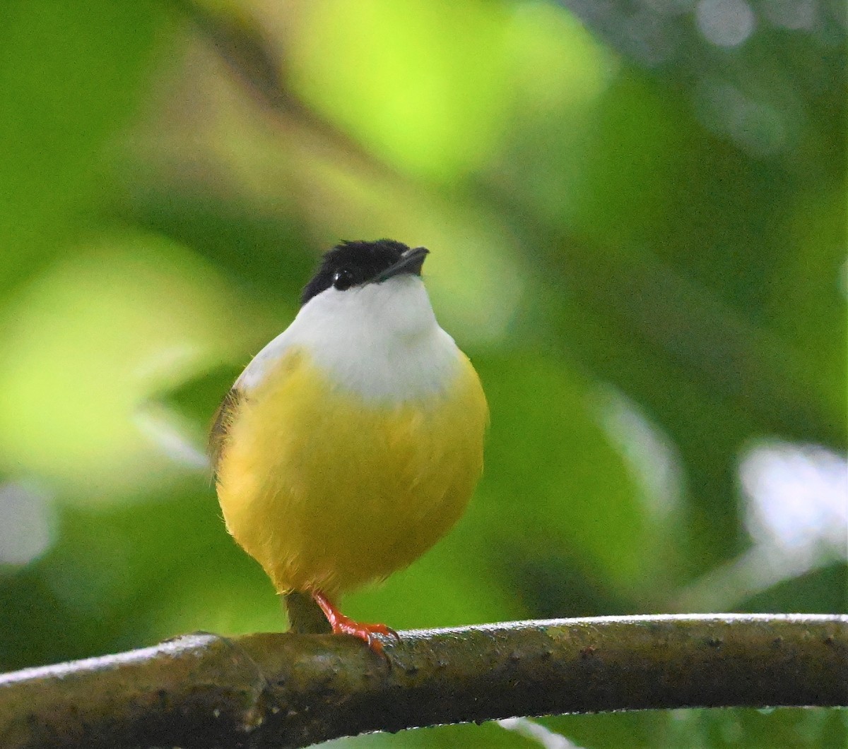 White-collared Manakin - ML641917249