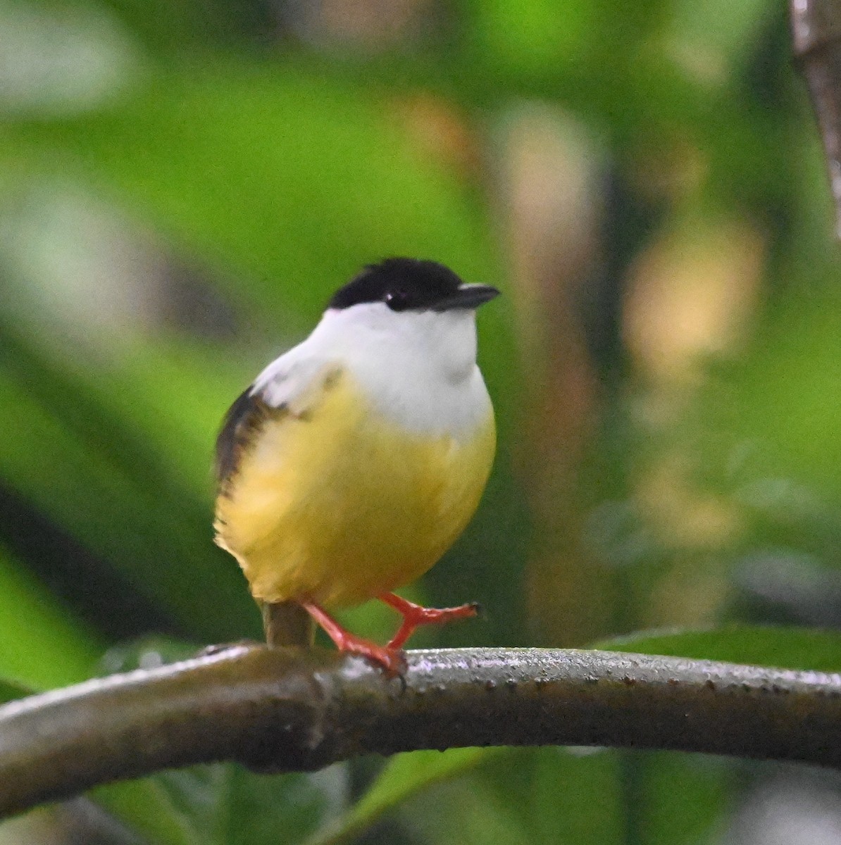 White-collared Manakin - ML641917250