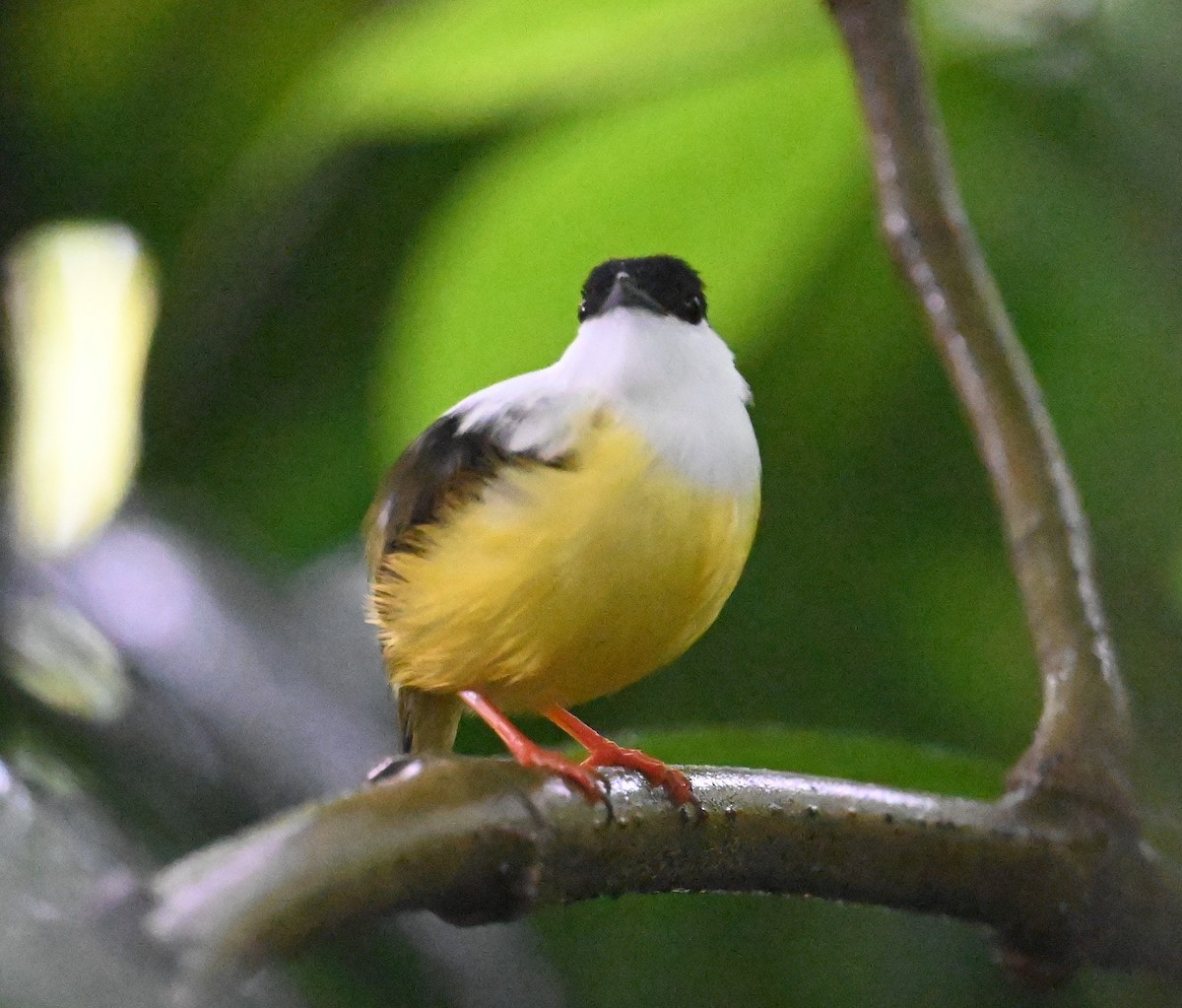 White-collared Manakin - ML641917251