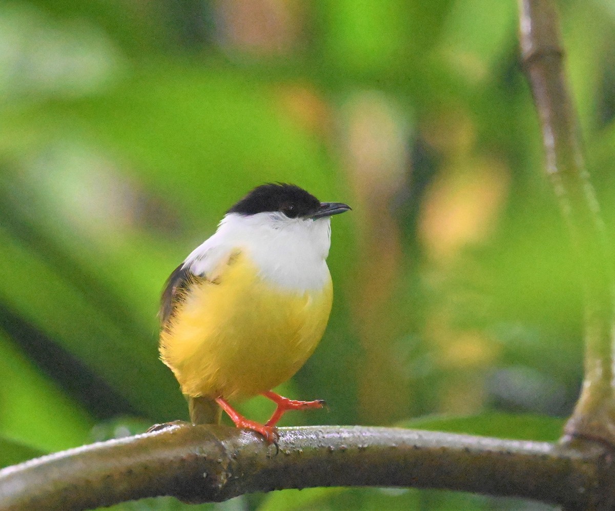 White-collared Manakin - ML641917252