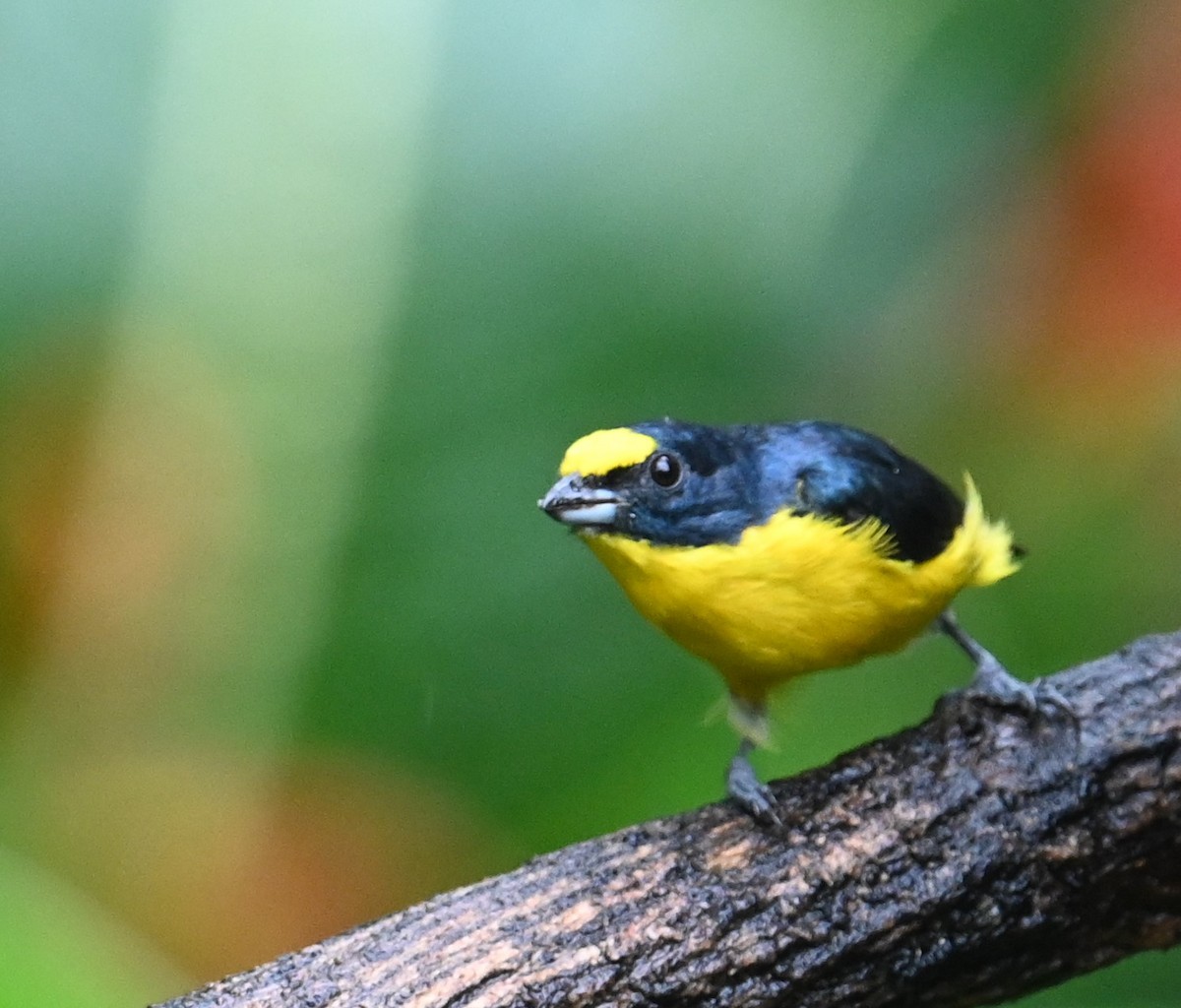 Yellow-throated Euphonia - ML641917255