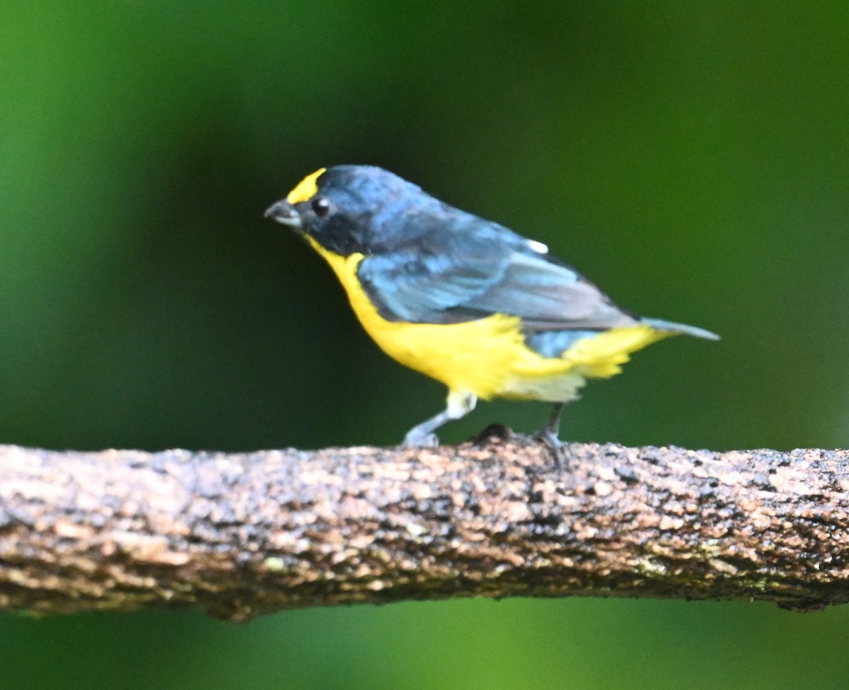 Yellow-throated Euphonia - ML641917256