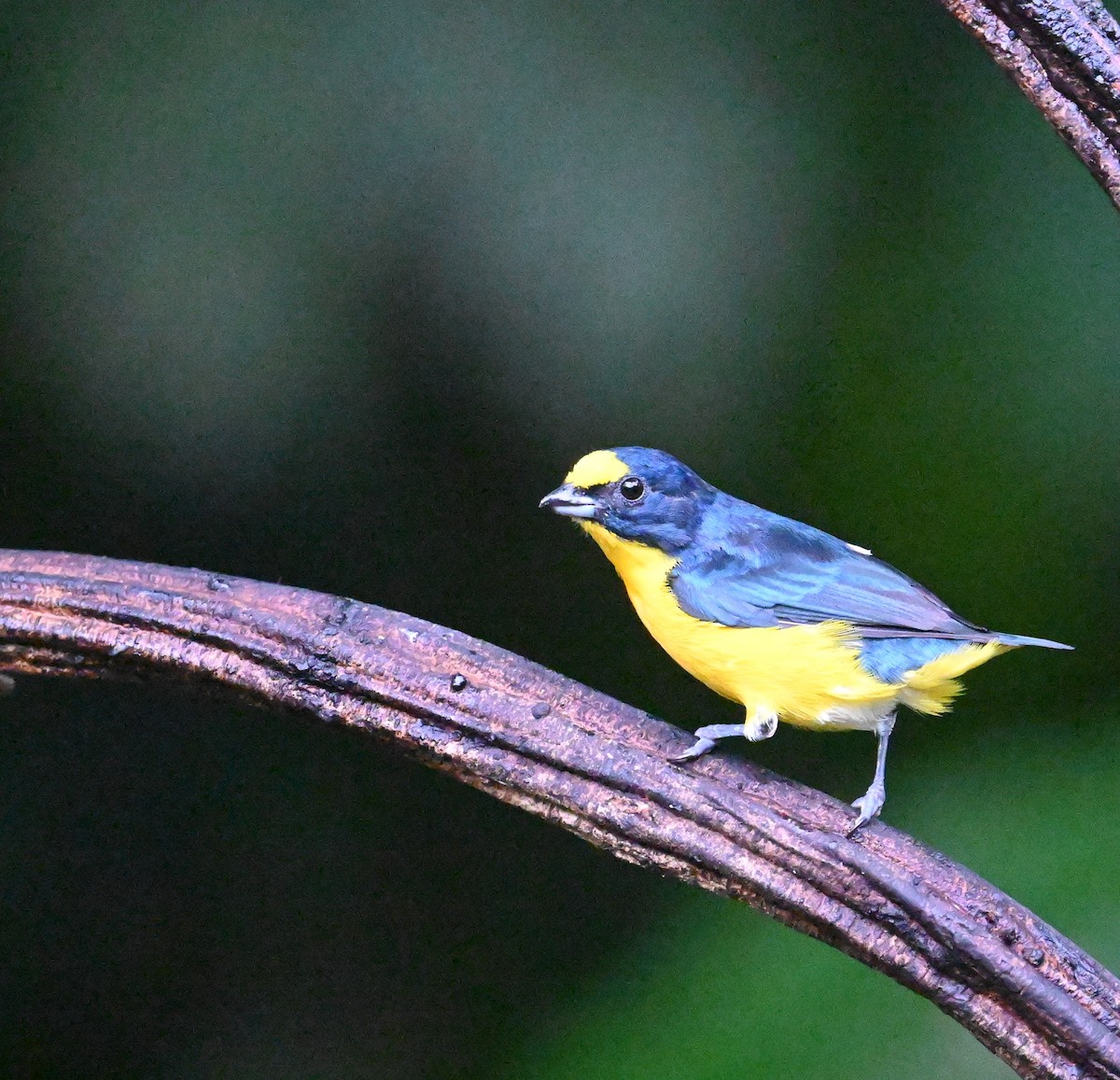 Yellow-throated Euphonia - ML641917257