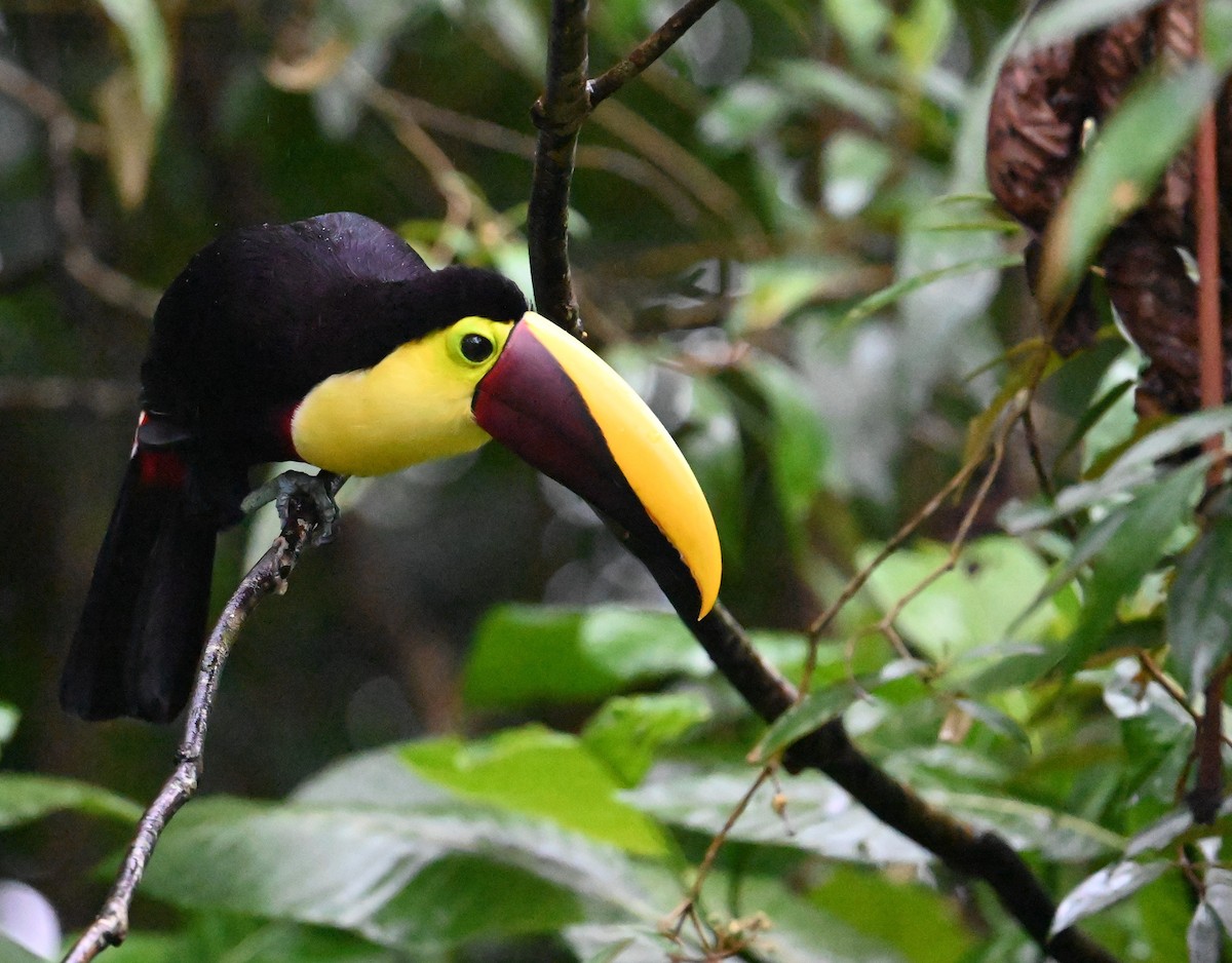 Yellow-throated Toucan - ML641917267