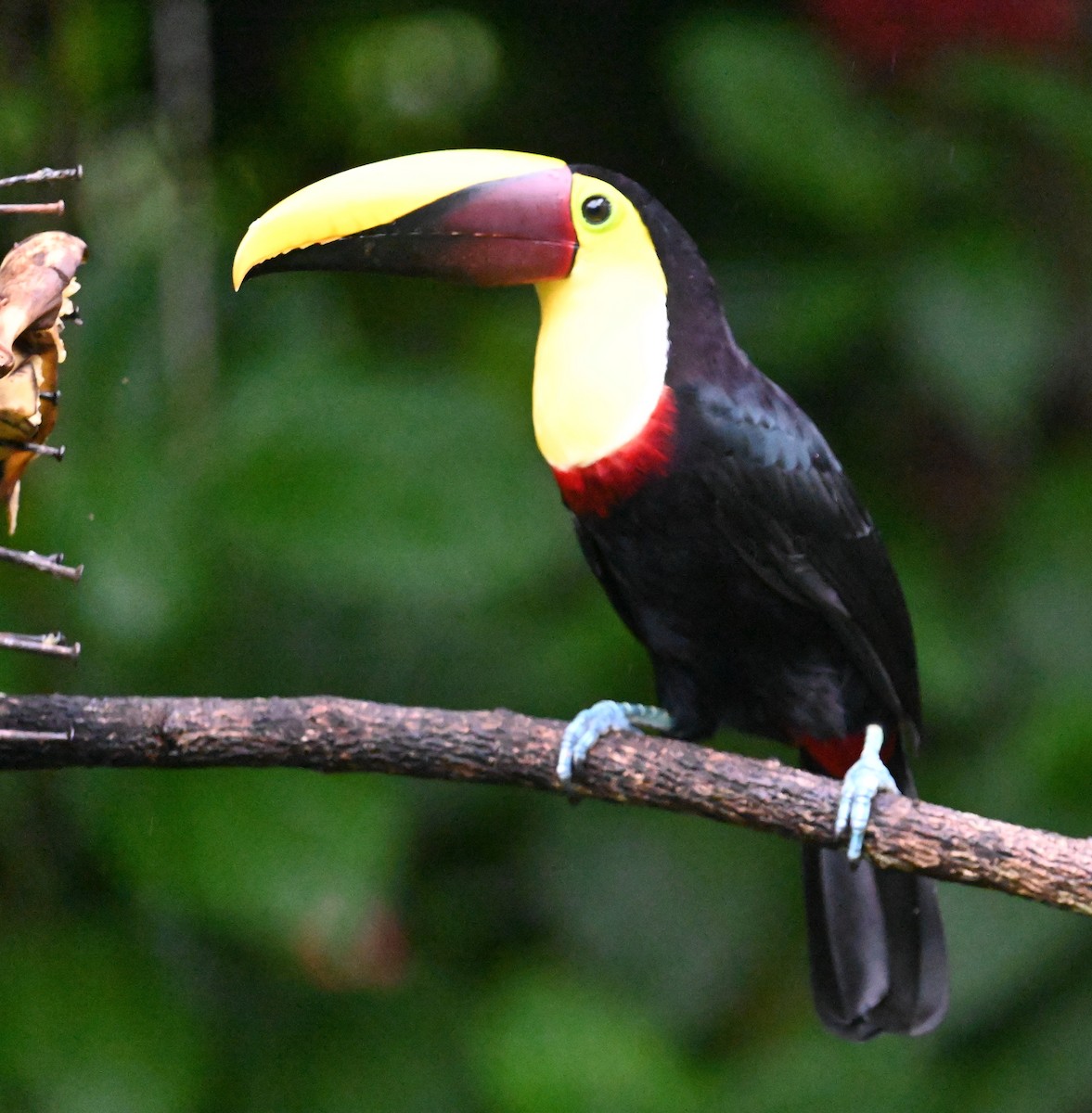 Yellow-throated Toucan - ML641917268