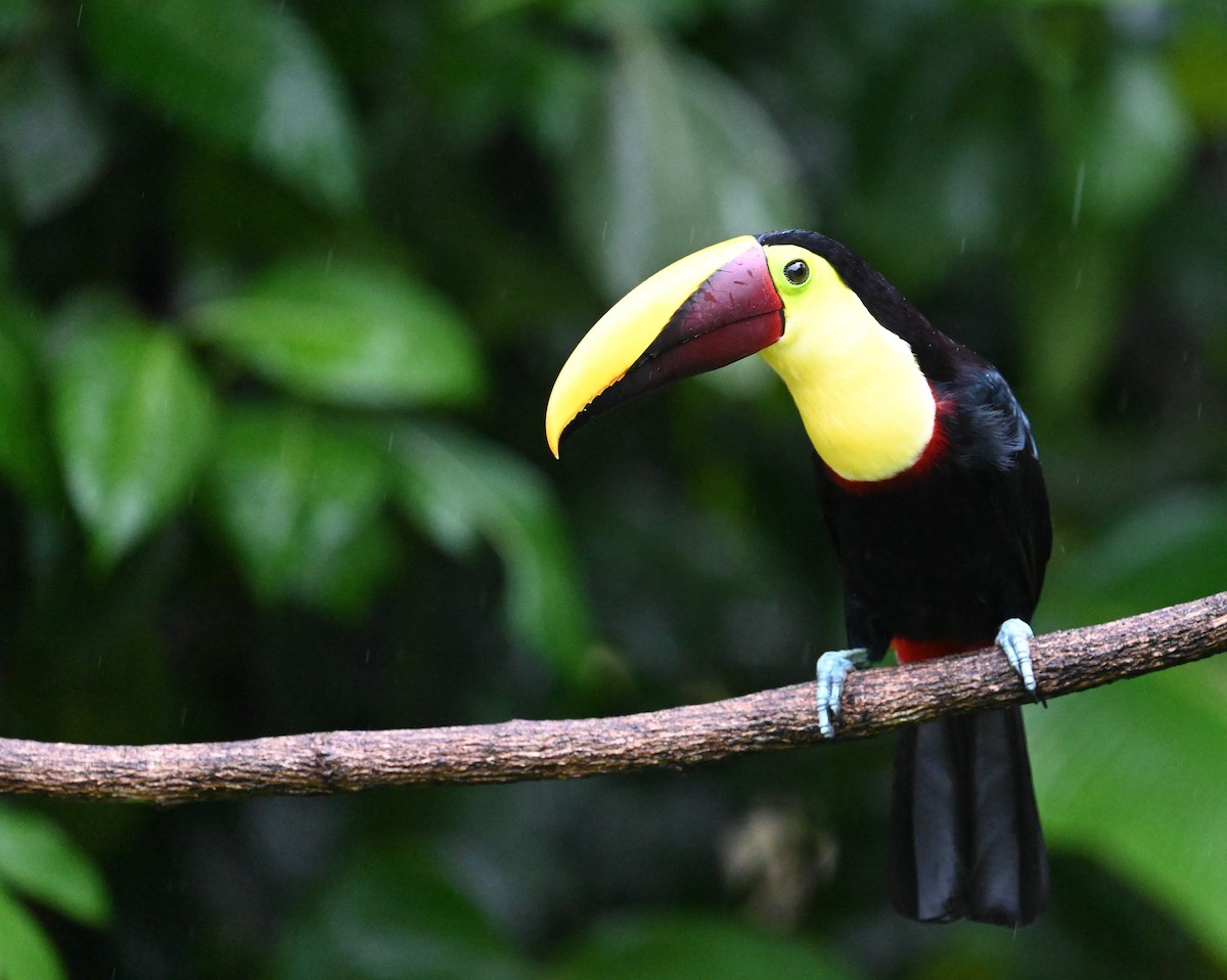 Yellow-throated Toucan - ML641917269