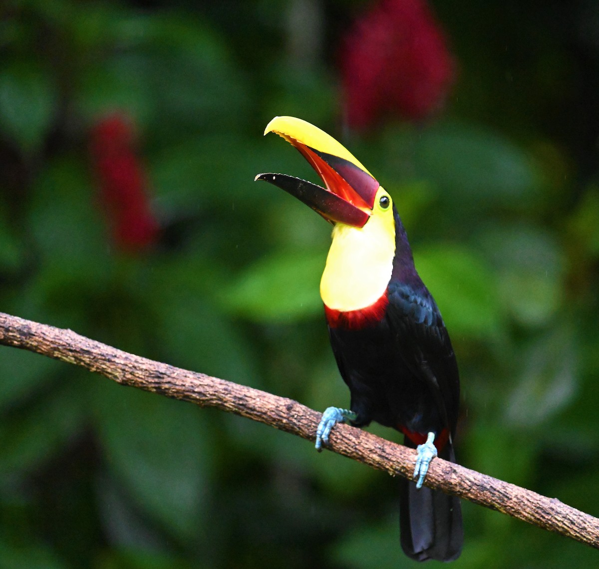 Yellow-throated Toucan - ML641917270