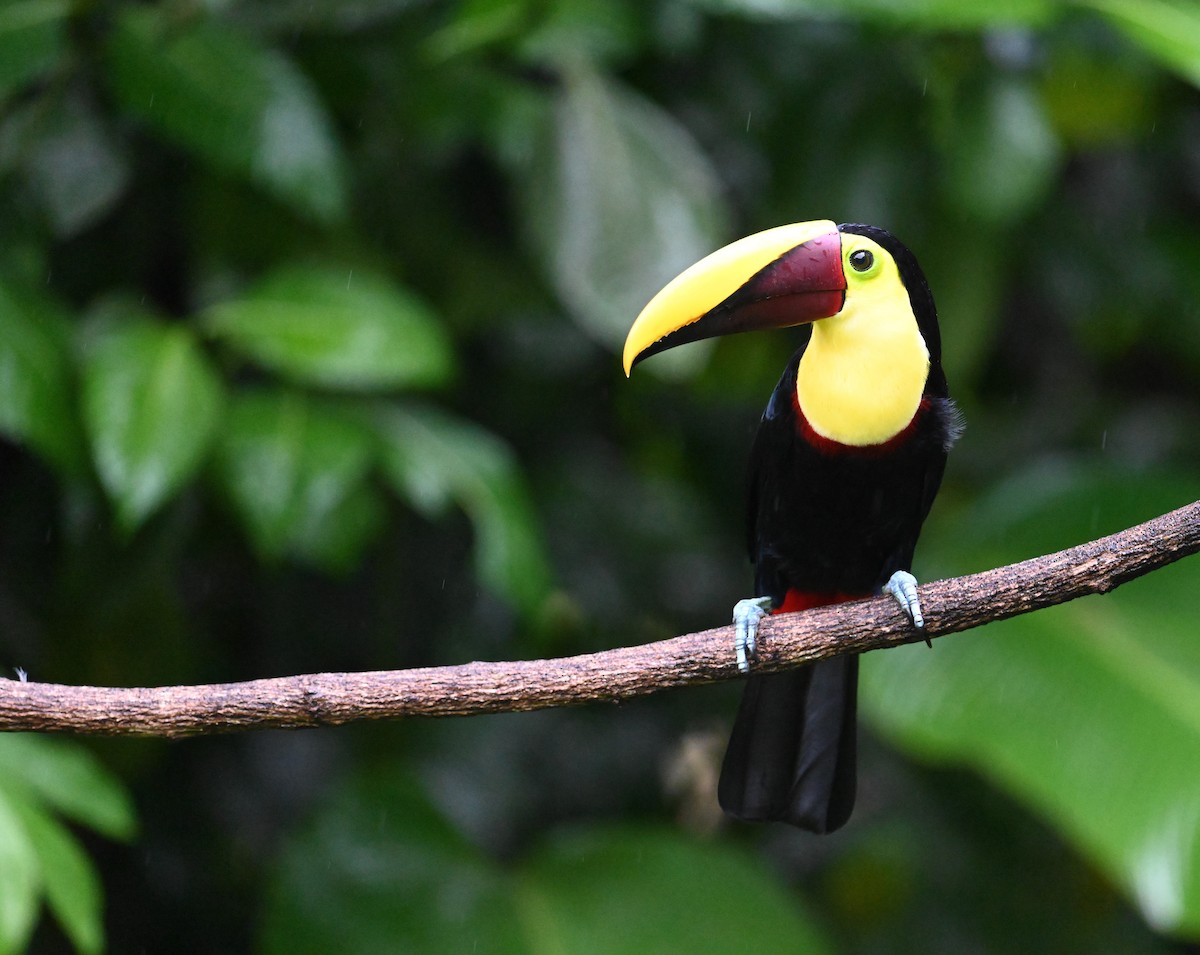 Yellow-throated Toucan - ML641917271