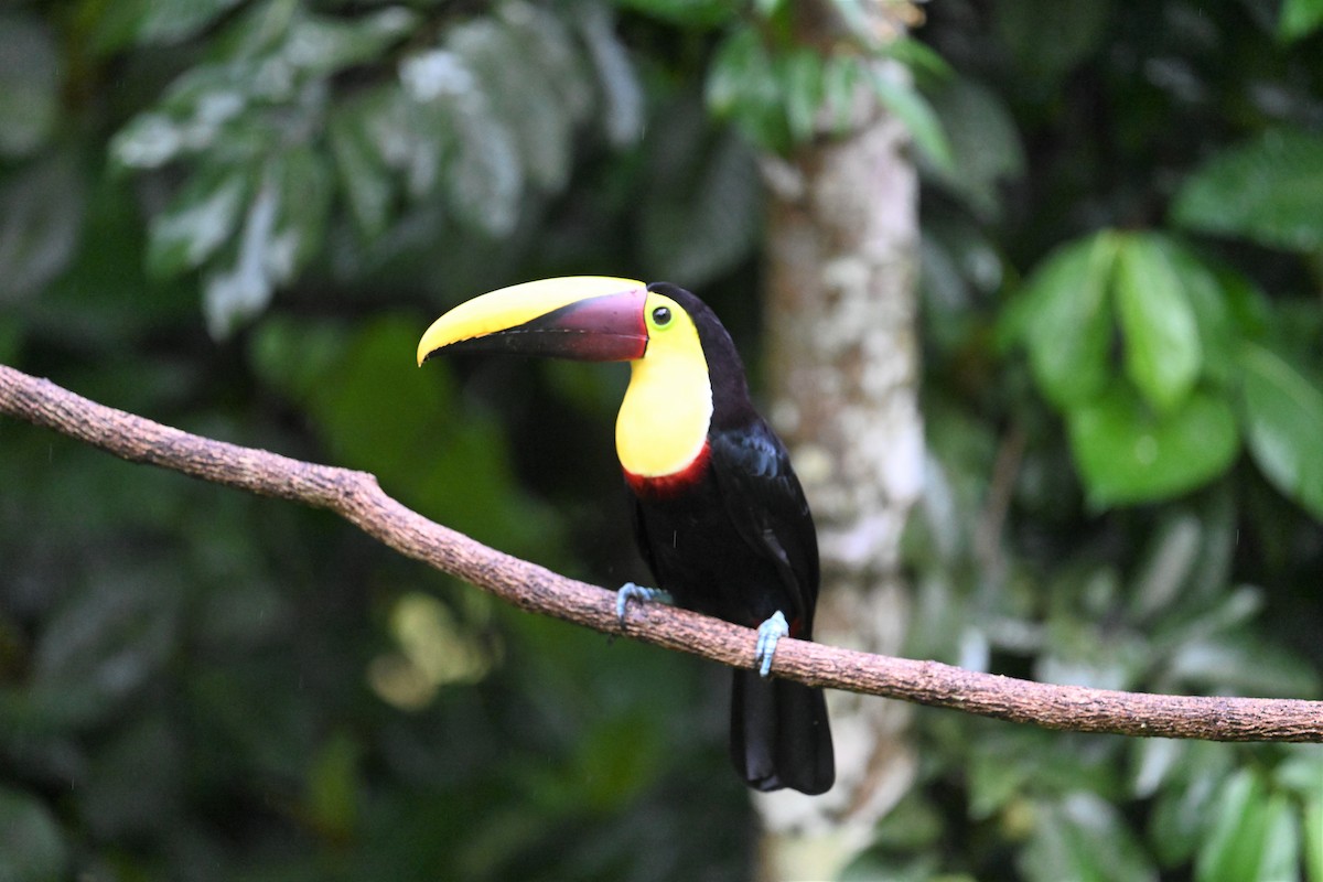 Yellow-throated Toucan - ML641917272