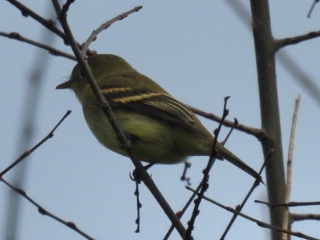 Yellow-bellied Flycatcher - ML641917273