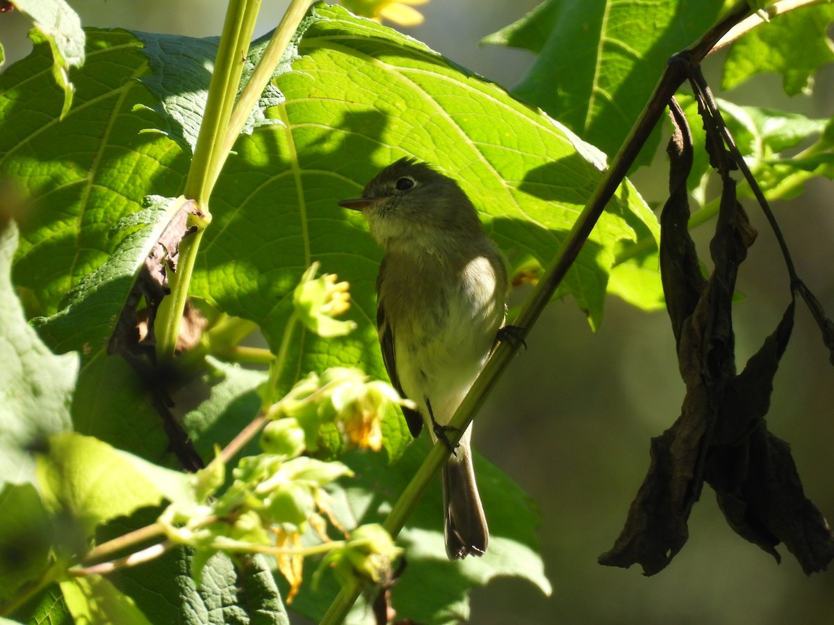 Least Flycatcher - ML641917279