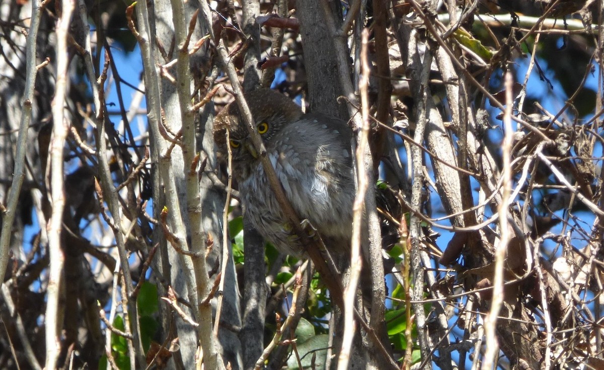Austral Pygmy-Owl - ML641917281