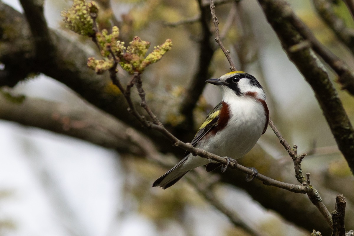 Chestnut-sided Warbler - ML641917332