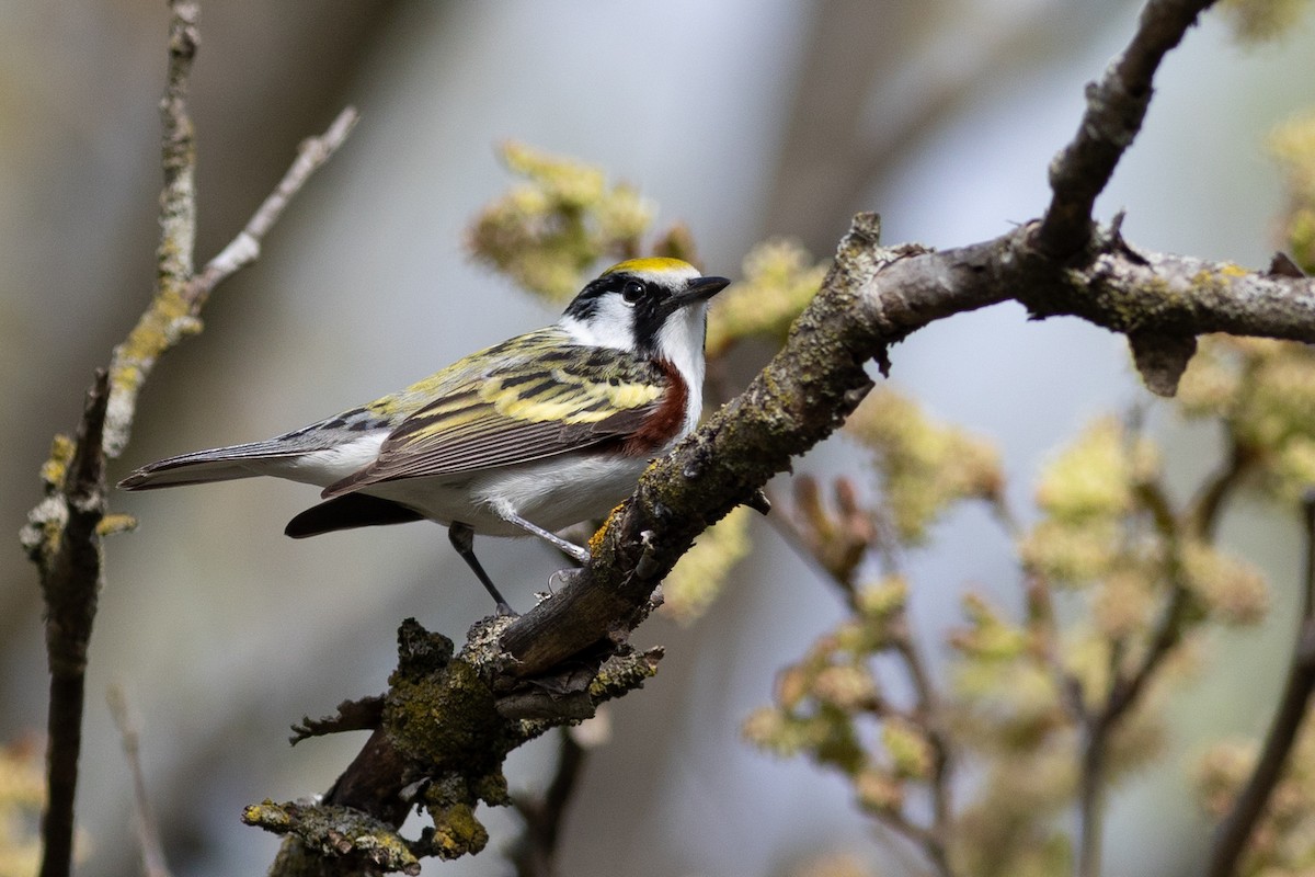 Chestnut-sided Warbler - ML641917339