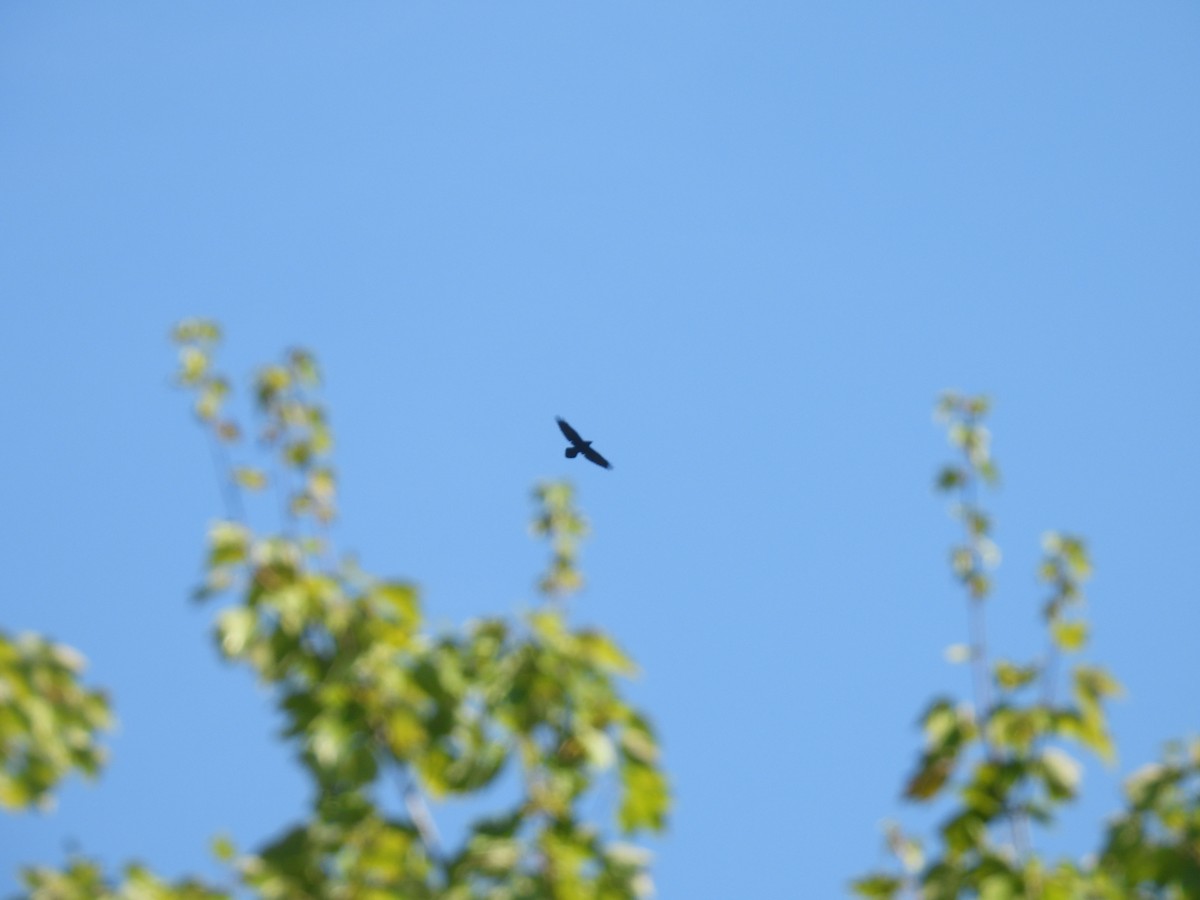 Common Raven - ML641917343