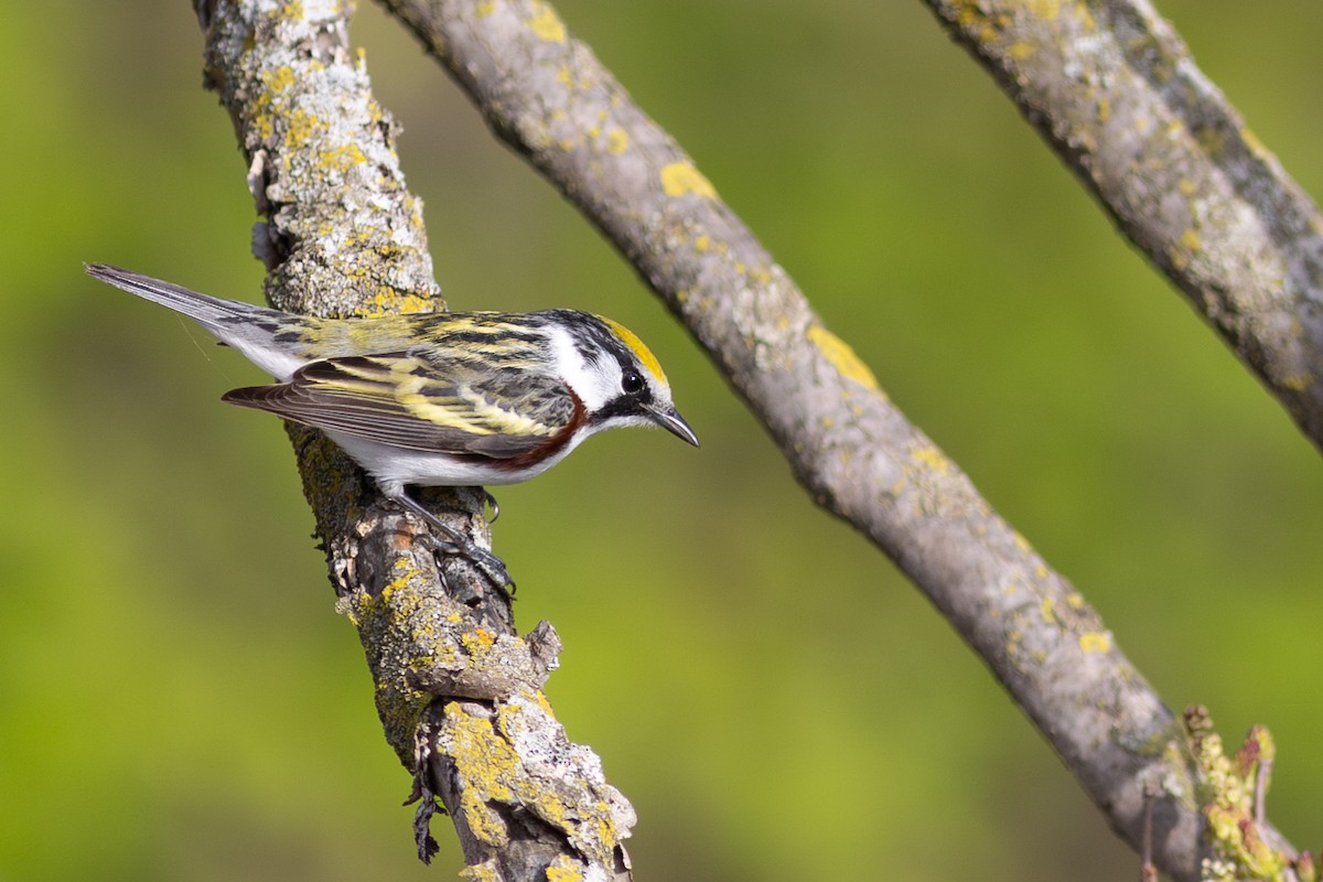 Chestnut-sided Warbler - ML641917345