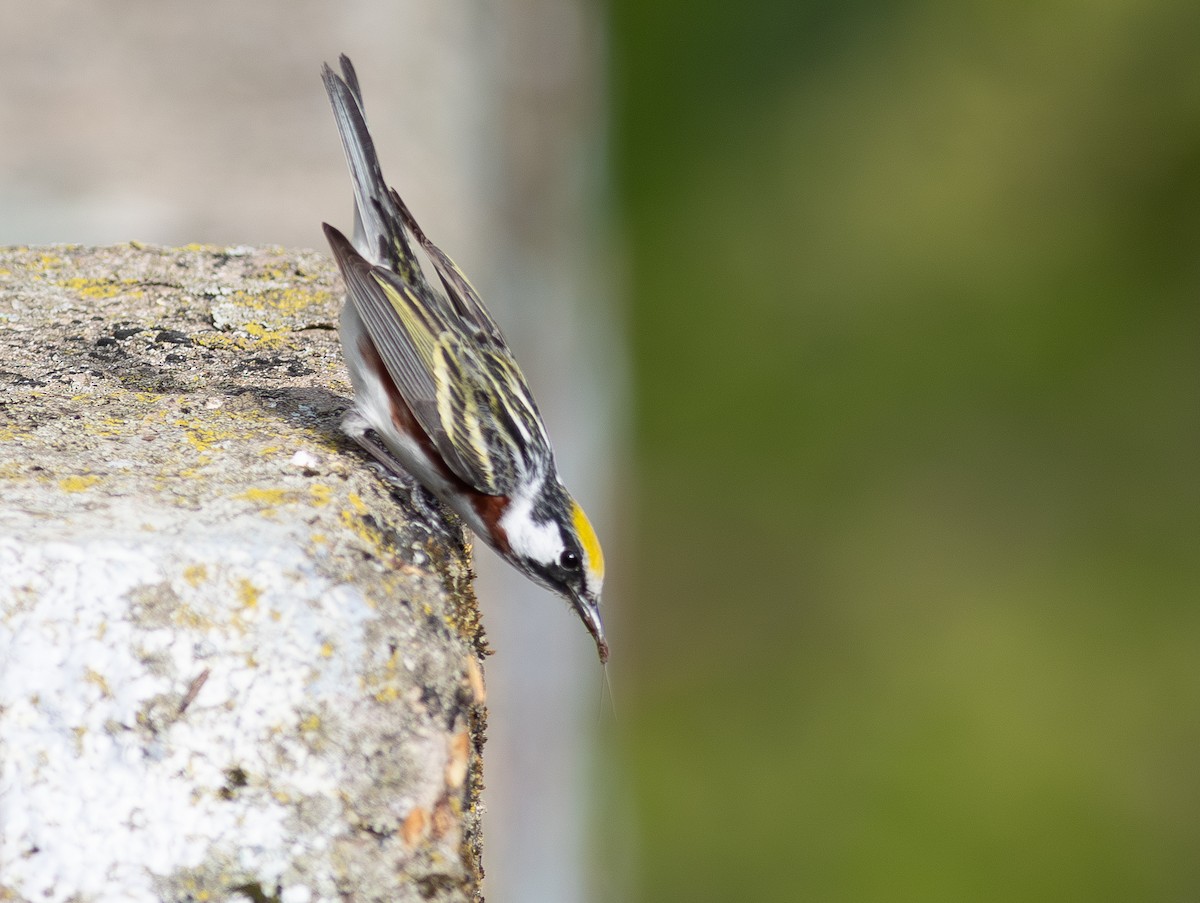 Chestnut-sided Warbler - ML641917353