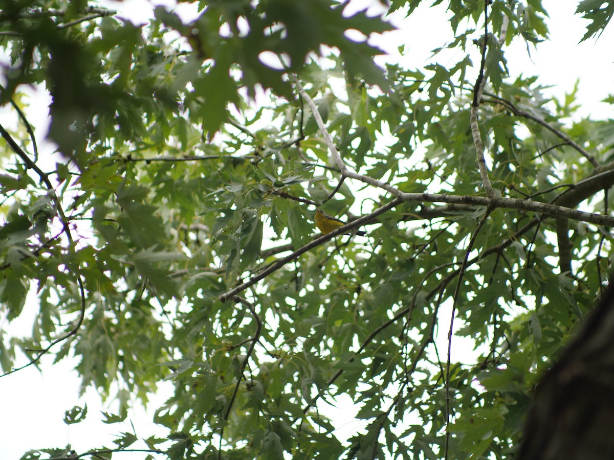 Magnolia Warbler - ML641917354