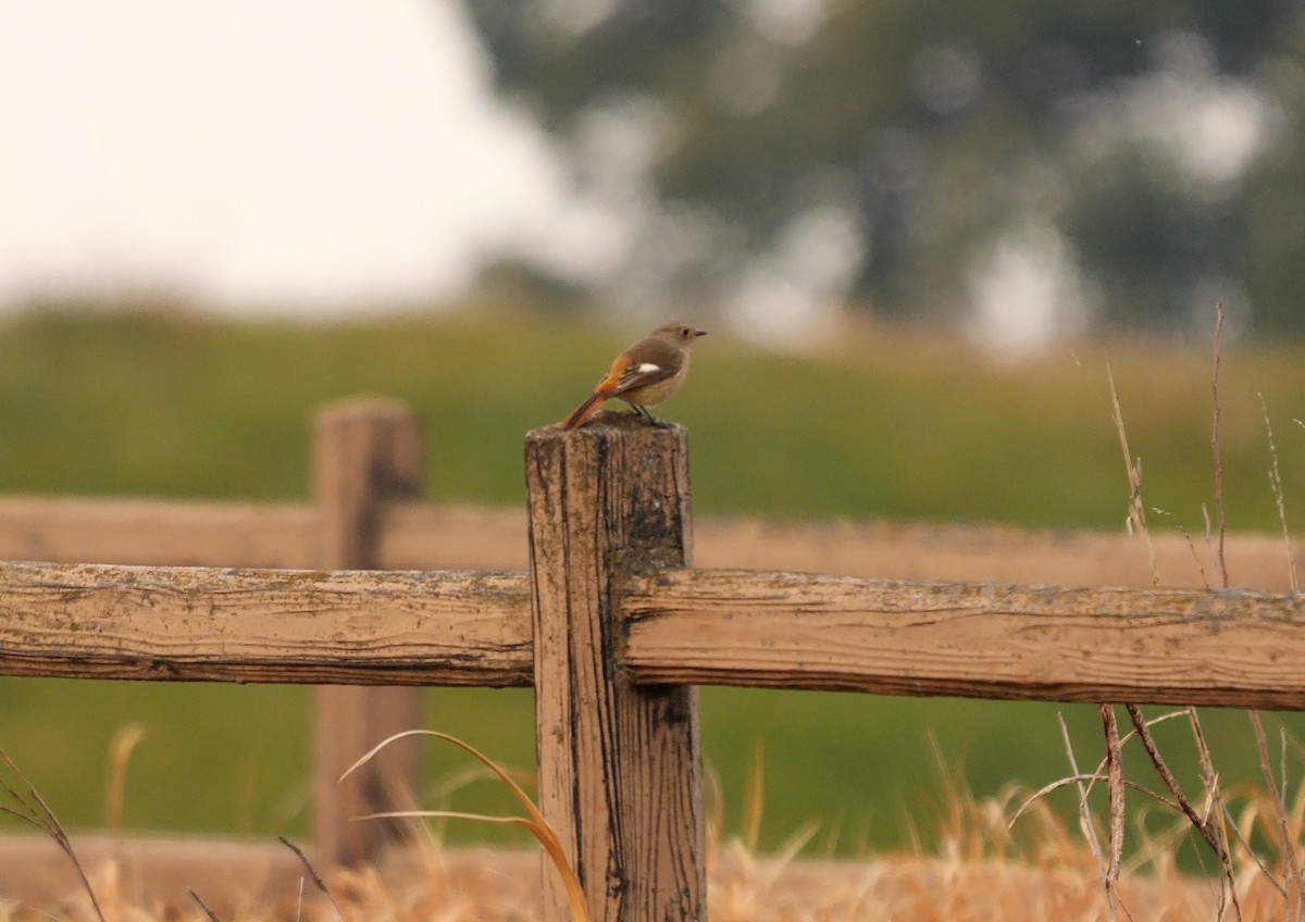 Daurian Redstart - ML641917357