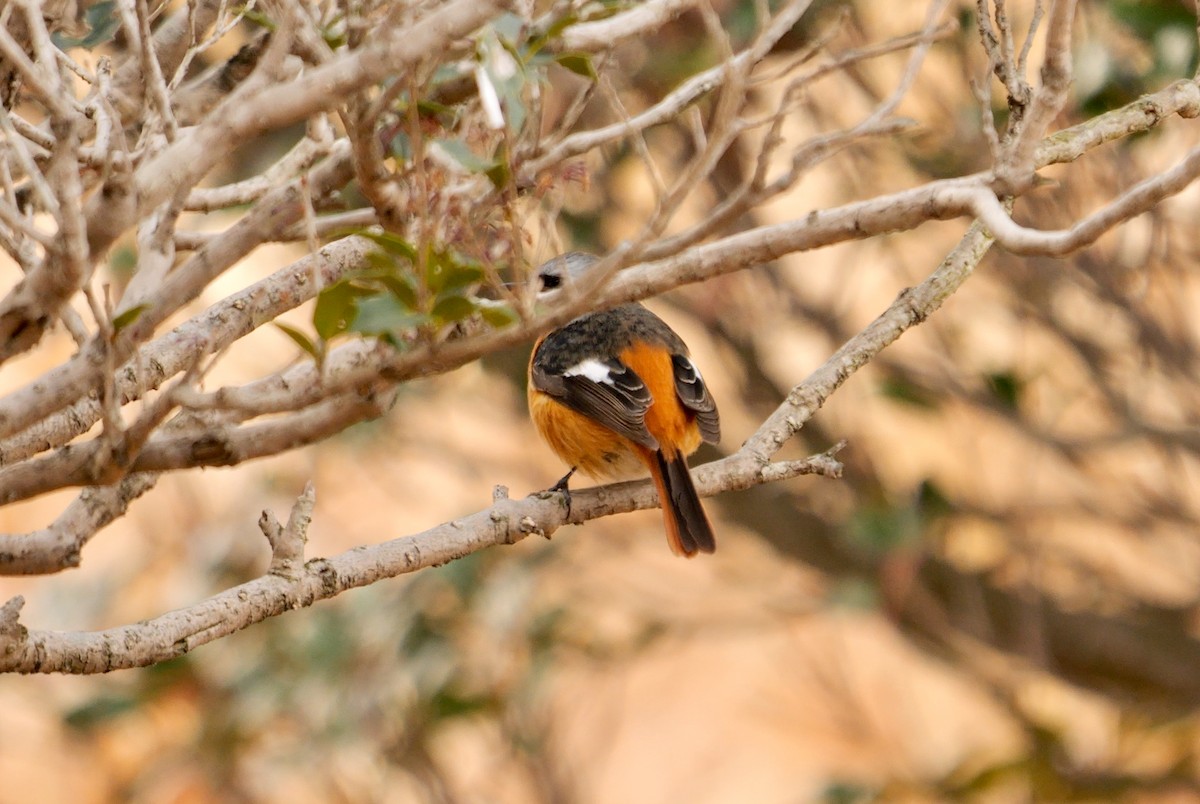 Daurian Redstart - ML641917358
