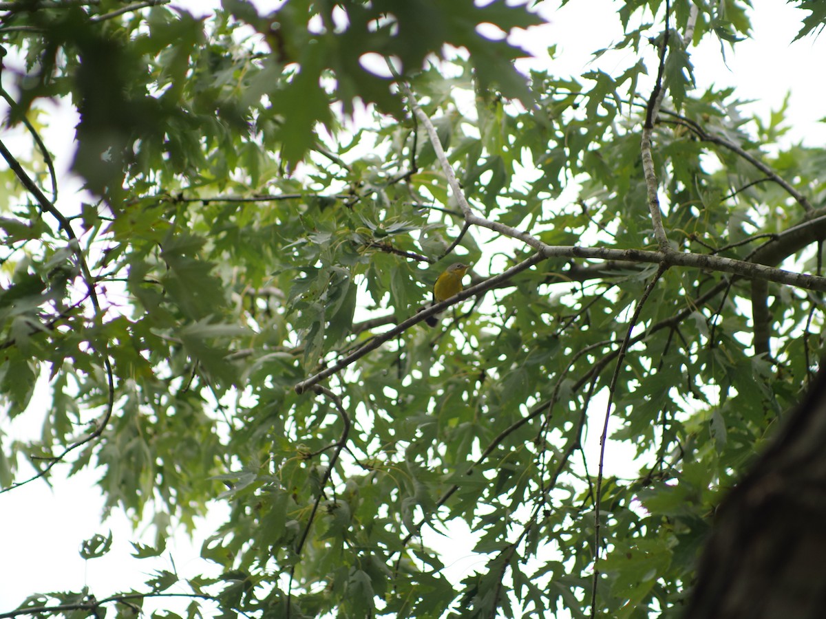 Magnolia Warbler - ML641917359