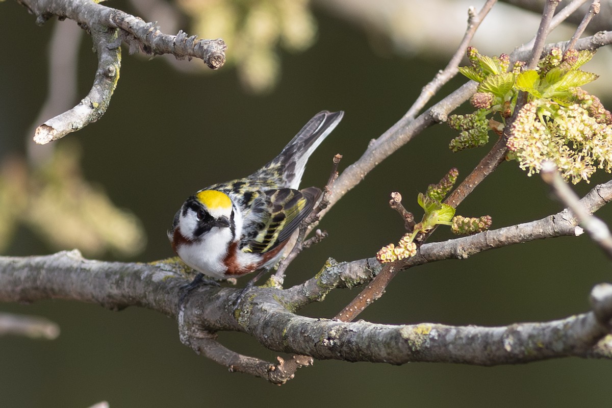 Chestnut-sided Warbler - ML641917360