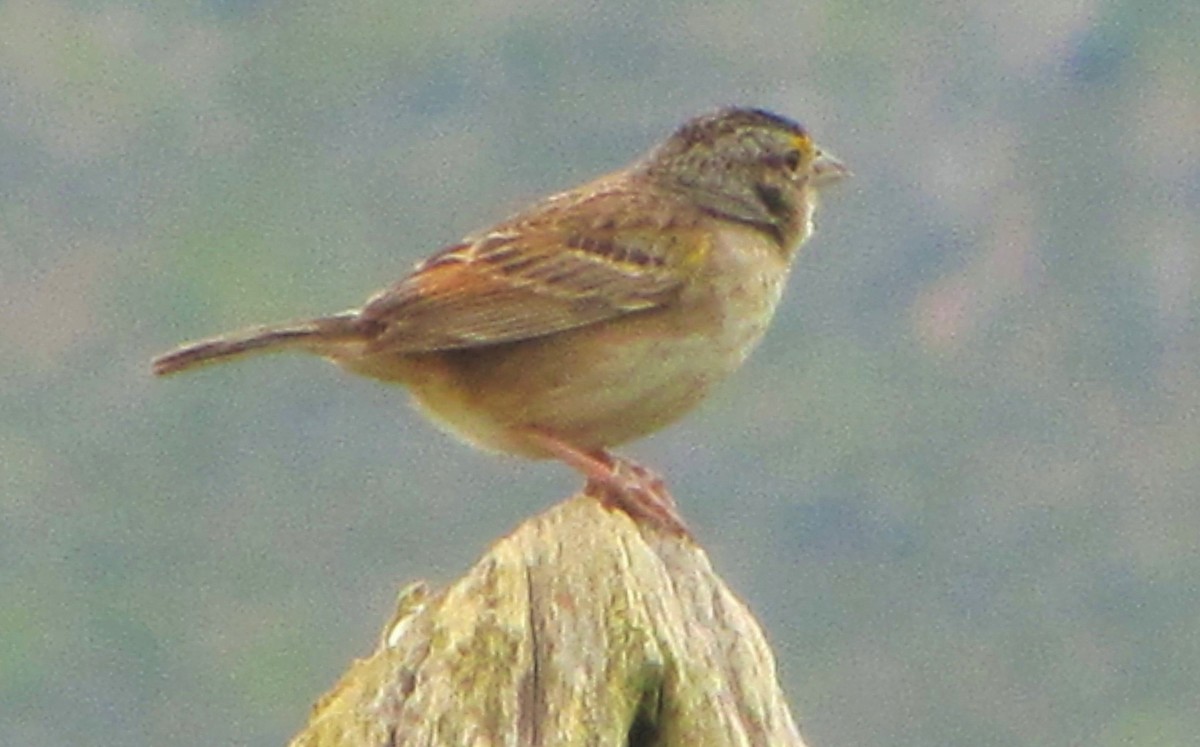 Grassland Sparrow - ML641917363