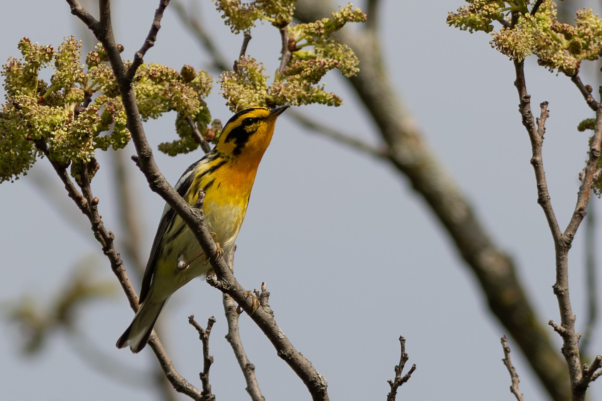 Blackburnian Warbler - ML641917385