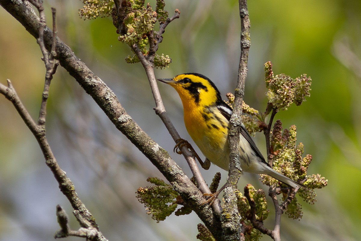 Blackburnian Warbler - ML641917387