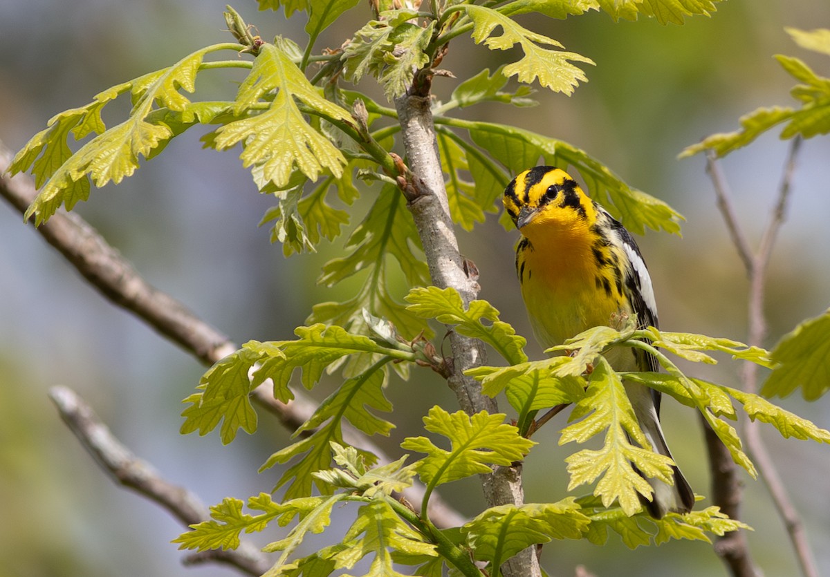 Blackburnian Warbler - ML641917388