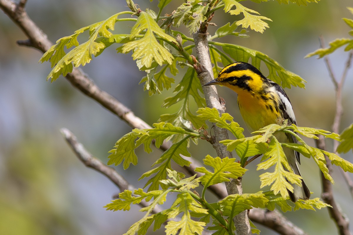Blackburnian Warbler - ML641917390