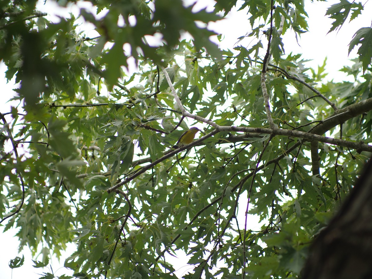 Magnolia Warbler - ML641917394