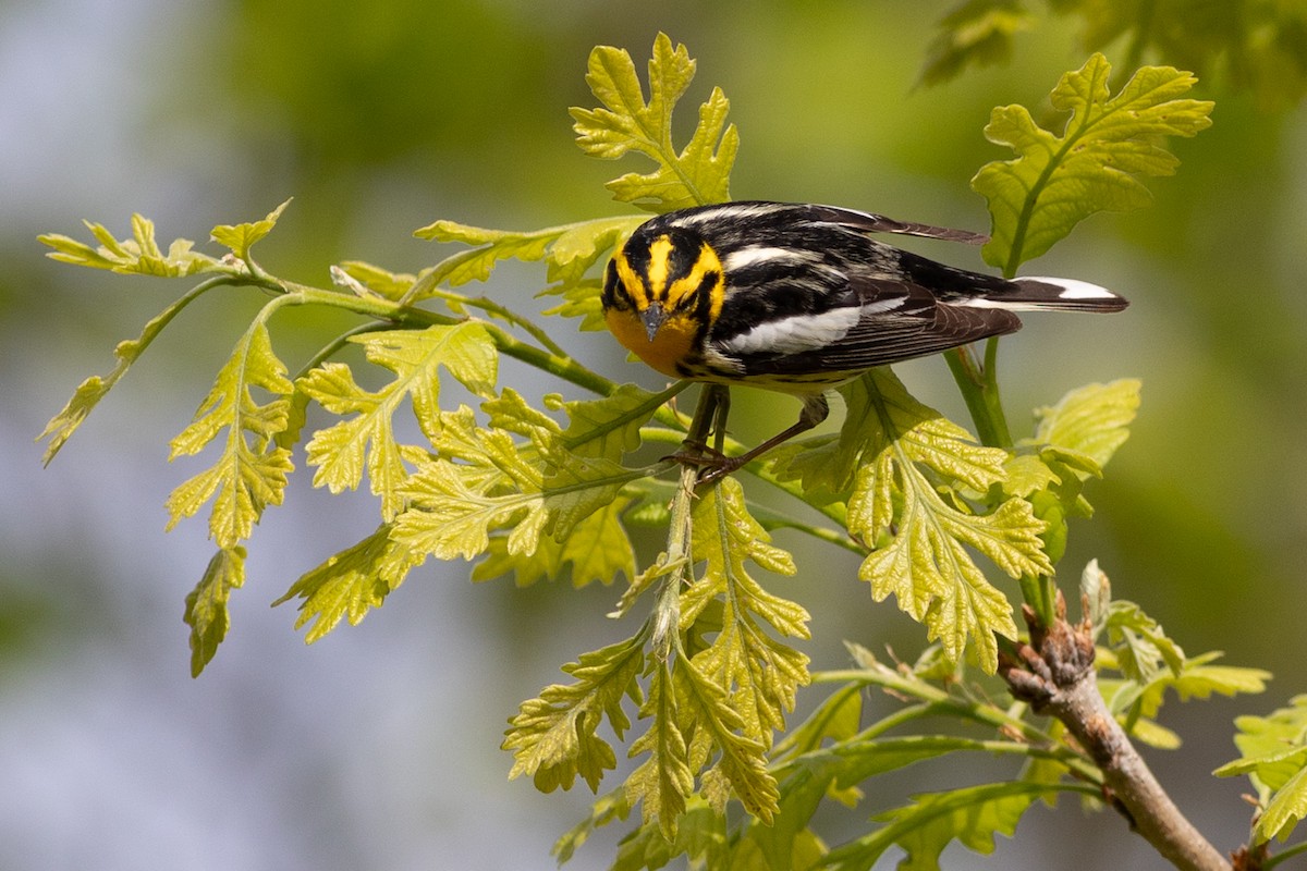 Blackburnian Warbler - ML641917395