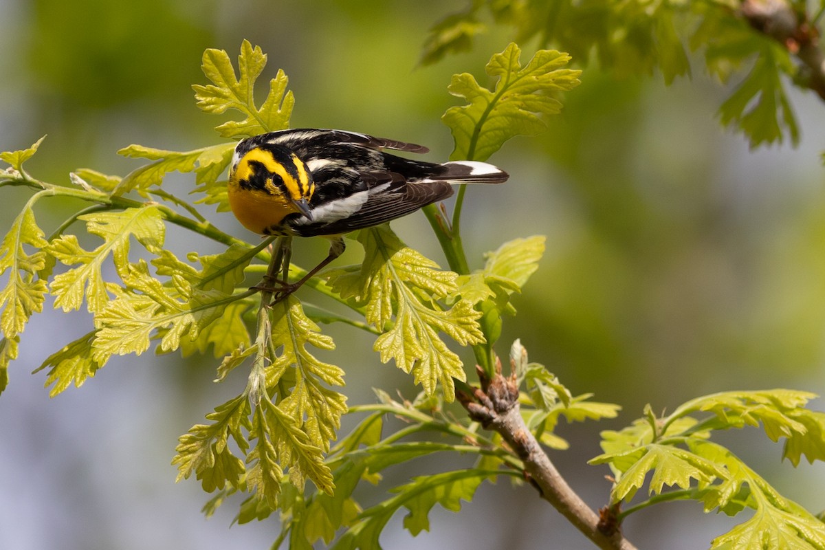 Blackburnian Warbler - ML641917397