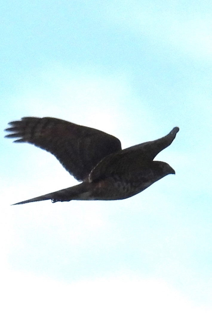 Sharp-shinned Hawk - ML641917398