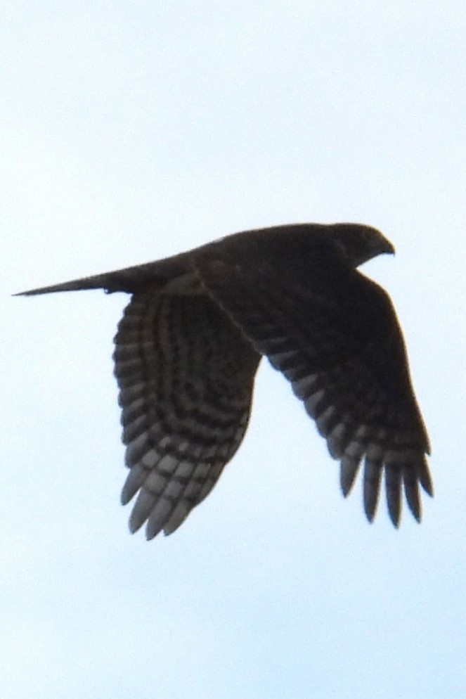 Sharp-shinned Hawk - ML641917399