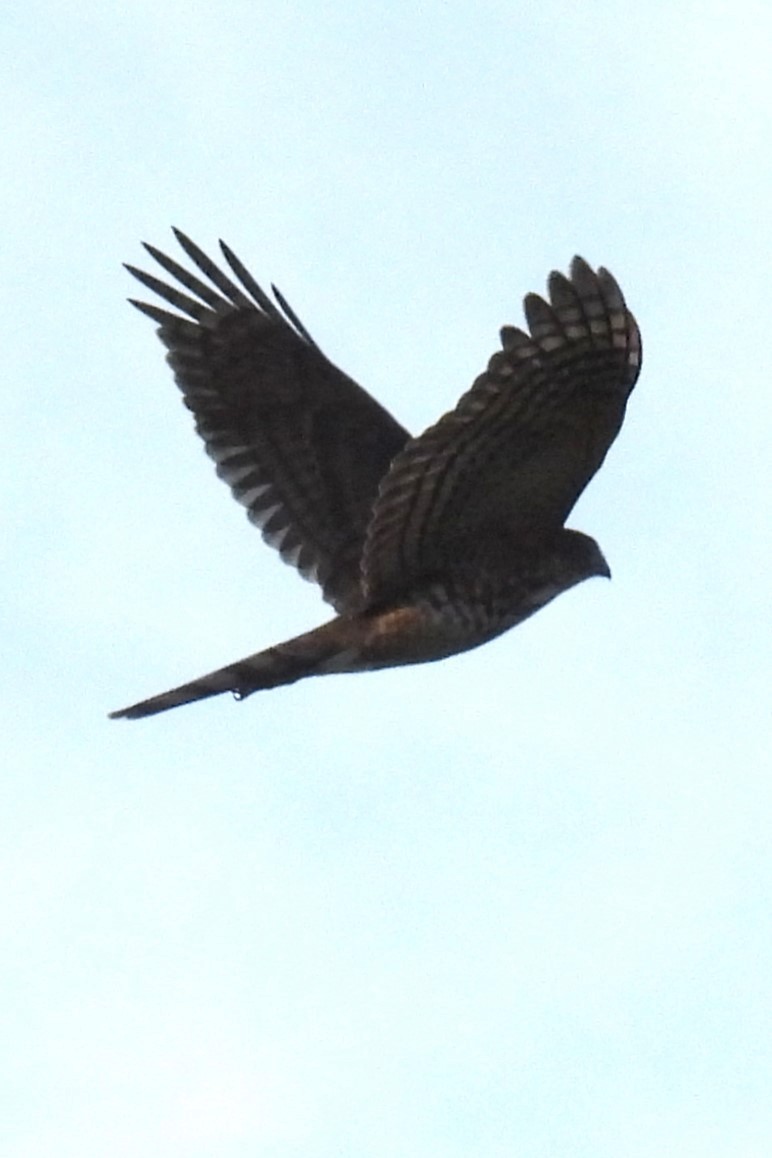 Sharp-shinned Hawk - ML641917400