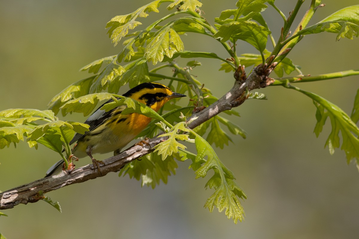 Blackburnian Warbler - ML641917405