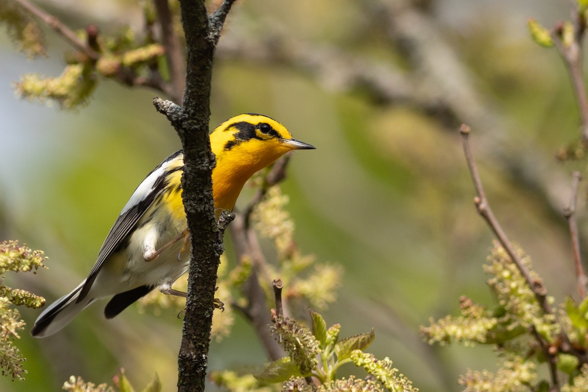 Blackburnian Warbler - ML641917407