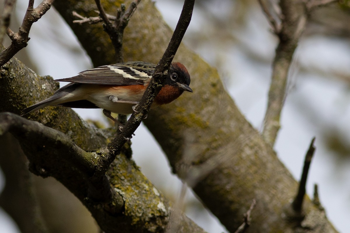 Bay-breasted Warbler - ML641917409