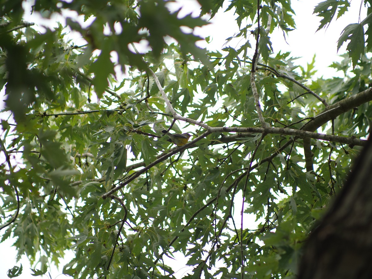 Magnolia Warbler - ML641917416