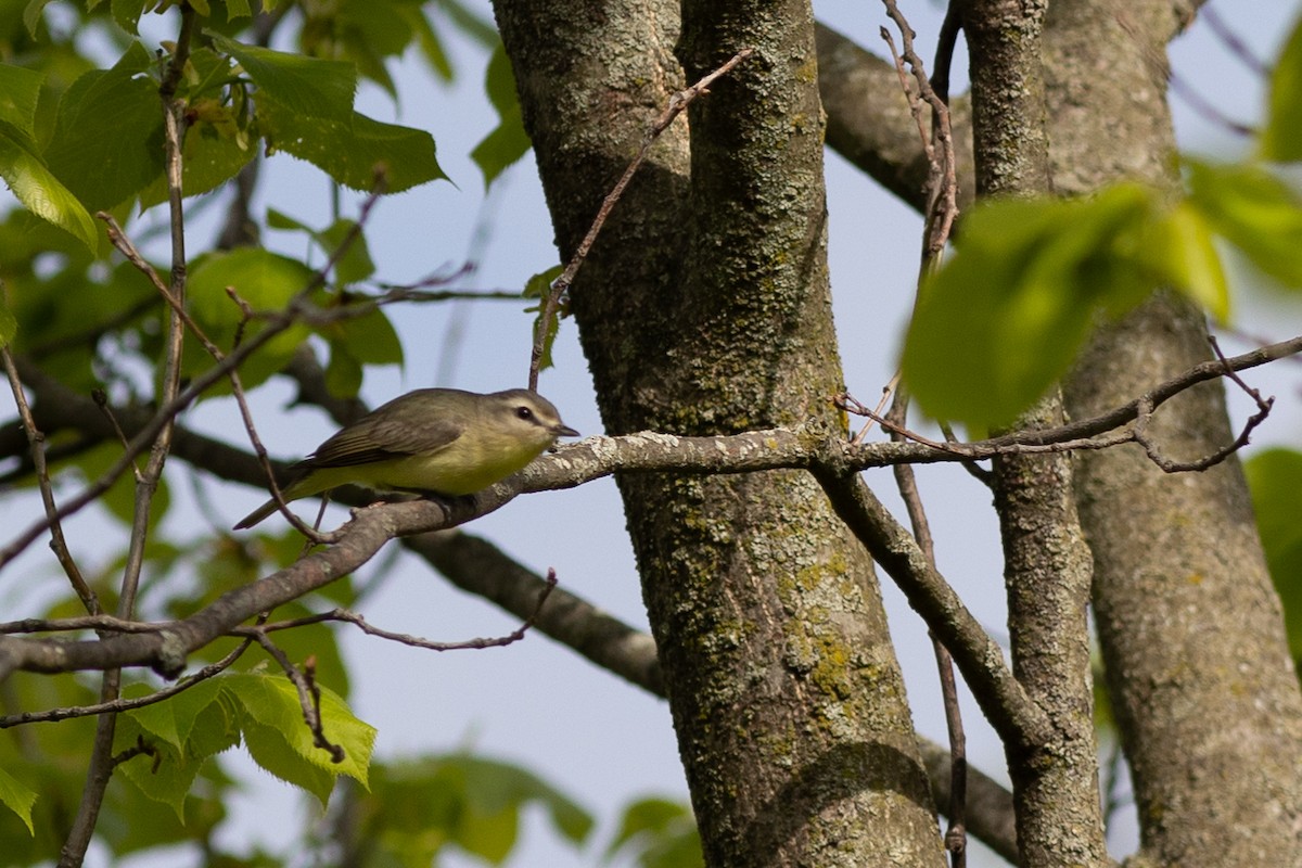 Philadelphia Vireo - ML641917432