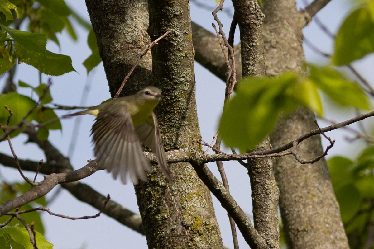 Philadelphia Vireo - ML641917433