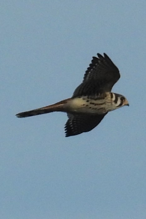 American Kestrel - ML641917435