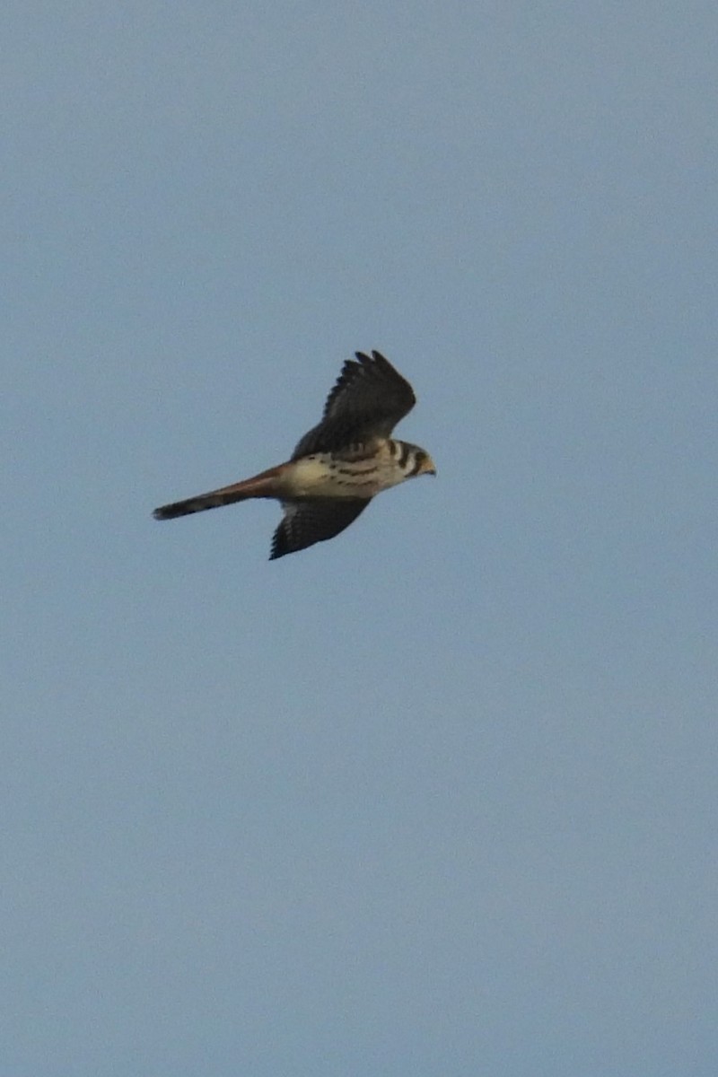 American Kestrel - ML641917436