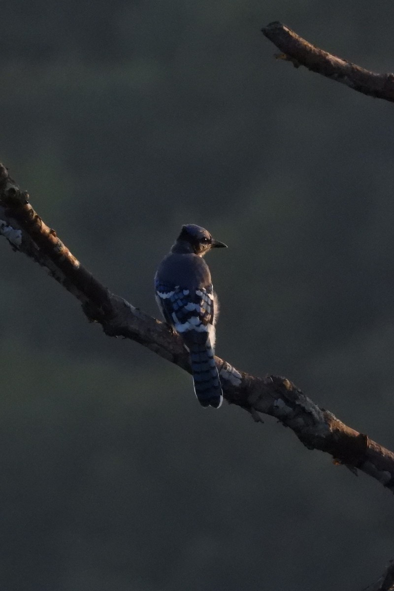 Blue Jay - ML641917440
