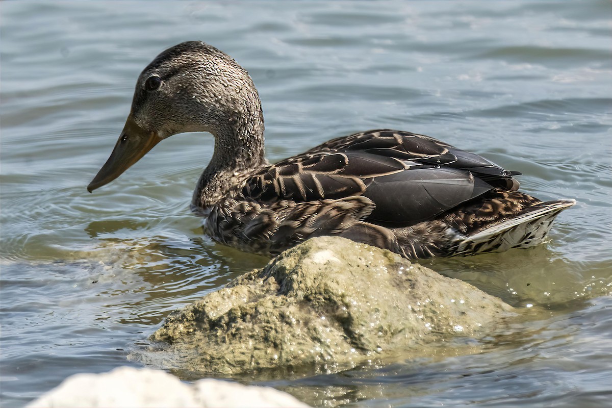 Mallard - ML641917447
