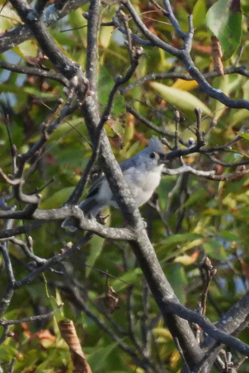 Tufted Titmouse - ML641917449